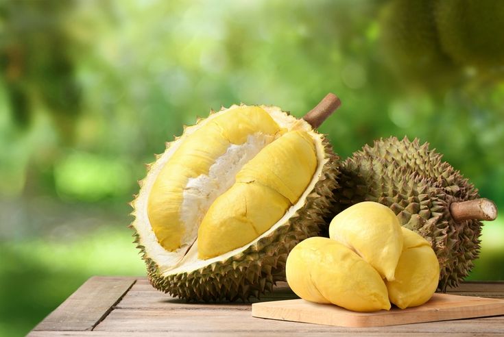 sau rieng khi thu hoạch